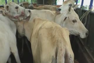 illegal-cattle-trafficking-running-in-full-swing-through-dhansiri-to-outer-states