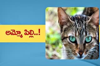 cat bites in Kerala