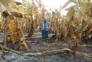 Banana crop destroyed