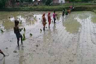 sowing of paddy