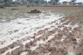 farmer should sow paddy