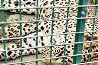 forest-department-saved-leopard-at-burugupalli-in-mahabubnagar