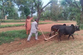 plows-the-fields-only-with-oxen-not-with-tractor