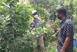 Winter fruit cultivation in Bengals climate in kanksa durgapur Agriculture Department on inspection