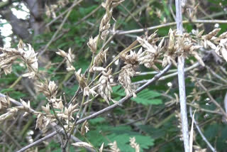 மூங்கில் அரிசி