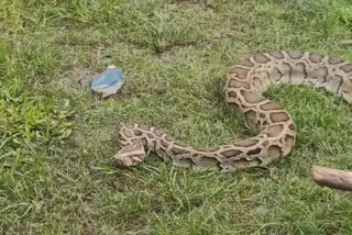 python rescued