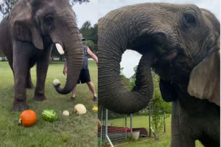 Elephant enjoys delicious fruity meal