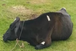 syphilis-in-nilgiri-cows