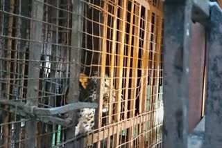 leopard-caged-at-namoti