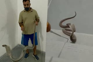 cobra found in Gurugram bptp mall