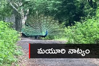 Peacocks seen dancing