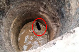 bear fell in the well