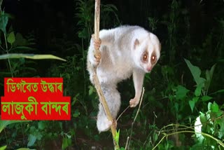 ডিগবৈত উদ্ধাৰ দুষ্প্ৰাপ্য প্ৰজাতিৰ লাজুকী বান্দৰ