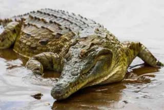 crocodile attack a women in river at kendrapara