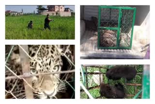 Human wildlife conflict  Kashmir valley  human settlements  Leopards  Kashimr news  forest areas  കശ്‌മീർ  വന്യജീവി ആക്രമണം  Wildlife attack  wildlife conflict  Human-wildlife conflict