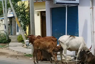 کرناٹک : لاک ڈاون میں جانوروں کا کوئی پرسان حال نہیں