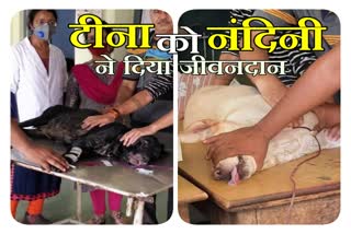 dogs blood transfusion in kota