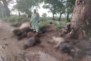 sheep and goats died due to lightning in Kalanwali Sirsa