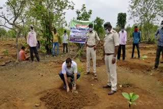 plantation program