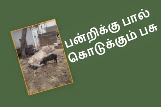 பசுவிடம் பால் குடிக்கும் பன்றிகள்