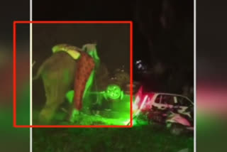 the-elephant-caused-a-commotion-in-the-wedding-the-groom-had-to-run-to-save-his-life