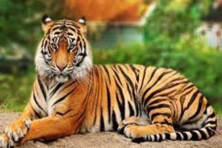 Video of tiger eating dead cock, Sawai Madhopur news