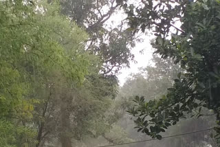 rain in districts of madhya pradesh