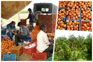 3 mp  pomegranate cultivation  pomegranate cultivation rajasthan  cultivation  success story siblings pomegranate cultivation  അനാര്‍ കൃഷി  മാതളനാരങ്ങ കൃഷി  മാതളം രാജസ്ഥാന്‍ സഹോദരങ്ങള്‍