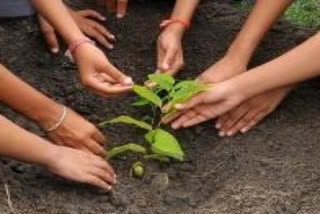 Village makes it mandatory for newlyweds to plant tree  newlyweds to plant tree  UP plantation news  UP news  Newlyweds to plant tree in UP  UP story  പരിസ്ഥിതി സംരക്ഷണം  വൃക്ഷതൈ നട്ടുപിടിപ്പിക്കണം  അംനി ലോകിപൂർ ഗ്രാമം  കൗശംഭി ജില്ല