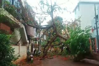 tree fell down due to rain