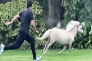 Mahendra Singh Dhoni races with horse of Shetland pony breed