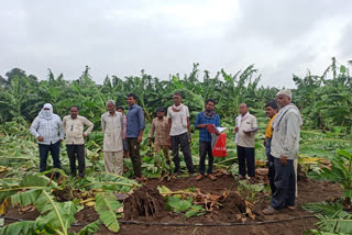 Damage to banana crop due to storm in Anjangaon