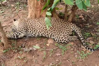 Dead body of leopard found in Gariaband forest