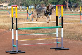 first-time-in-chhattisgarh-narcotics-and-rescue-training-will-be-given-to-dogs-in-durg