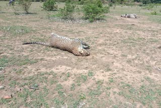 leopards died