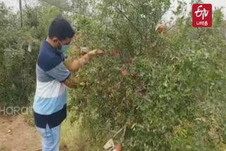 3 MP Package - Bhilwara pomegranate farming