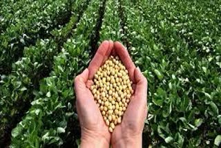 Soybean crop in Chittorgarh, Monsoon in Chittorgarh