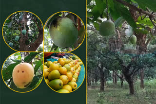 Chhattisgarh largest mango orchard is in Bastar