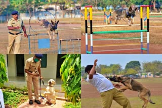 dog training center in bhilai