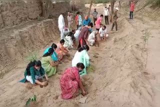 Plantation of saplings in Raisinghnagar, Dr Gurmeet Singh passed away