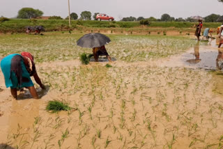 Farming started in Surajpur as soon as pre-monsoon arrived