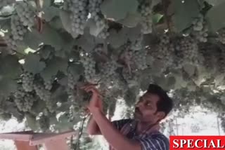 a youth from Deganga showing direction of grape cultivation amid Corona pandemic