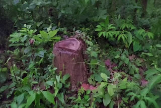 Deforestation in the forest reserves of Boko Jongakhuli