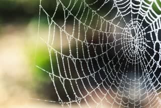Vegan spider silk, single use plastics