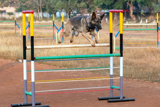 Chhattisgarh Dog Squad