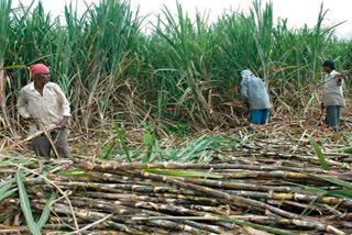 sugarcane farmers pending payment haryana
