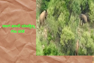 attempts-to-send-elephants-to-the-wild-in-ramanagara