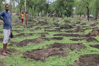 nagar nigam is doing massive plantation in bhopal