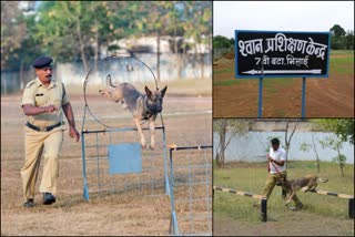 ગલુડિયાઓ