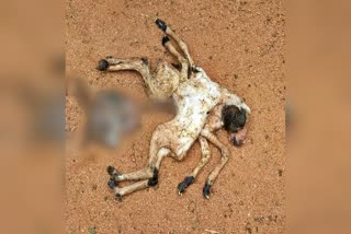 sheep-gave-birth-to-strange-baby-in-koppala